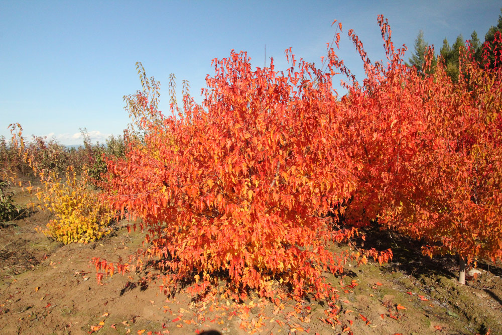 When To Prune Maple Trees In Colorado