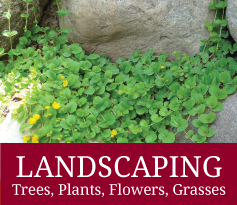South Park Wholesale Nursery and Landscaping in Jackson Hole, Wyoming