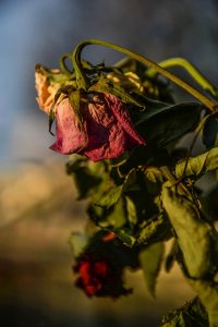 deadheading a dead flower